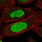 Zinc Finger Protein 776 antibody, HPA068553, Atlas Antibodies, Immunofluorescence image 