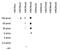 Trimethyl Histone H3K9 antibody, 49-1020, Invitrogen Antibodies, Dot Blot image 