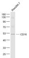 CD16 antibody, GTX03380, GeneTex, Western Blot image 