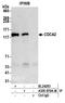 Cell Division Cycle Associated 2 antibody, A305-879A-M, Bethyl Labs, Immunoprecipitation image 