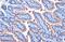 Alkaline Phosphatase, Intestinal antibody, GTX636669, GeneTex, Immunohistochemistry paraffin image 