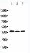 COP9 Signalosome Subunit 5 antibody, PA2265, Boster Biological Technology, Western Blot image 