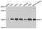 S-Phase Kinase Associated Protein 1 antibody, STJ25541, St John