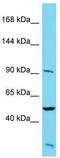 KIAA1274 antibody, TA331979, Origene, Western Blot image 