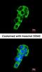 Polymeric Immunoglobulin Receptor antibody, orb69928, Biorbyt, Immunofluorescence image 