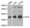 Eukaryotic Translation Initiation Factor 3 Subunit I antibody, STJ28665, St John