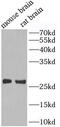 Fibroblast Growth Factor 23 antibody, FNab10478, FineTest, Western Blot image 