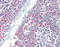 Diablo IAP-Binding Mitochondrial Protein antibody, ADI-905-684-100, Enzo Life Sciences, Immunohistochemistry frozen image 