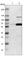 Growth Differentiation Factor 5 antibody, HPA015648, Atlas Antibodies, Western Blot image 