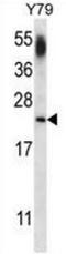 Cannabinoid Receptor Interacting Protein 1 antibody, AP50991PU-N, Origene, Western Blot image 