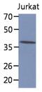 Cytosolic Iron-Sulfur Assembly Component 1 antibody, MBS200262, MyBioSource, Western Blot image 