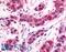 Ubiquitin C-Terminal Hydrolase L3 antibody, LS-A8724, Lifespan Biosciences, Immunohistochemistry frozen image 