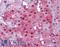 Isocitrate Dehydrogenase (NADP(+)) 1, Cytosolic antibody, LS-B5288, Lifespan Biosciences, Immunohistochemistry frozen image 