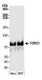 CREB Regulated Transcription Coactivator 1 antibody, NB100-2352, Novus Biologicals, Western Blot image 