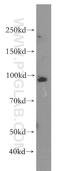 MYB Proto-Oncogene Like 2 antibody, 18896-1-AP, Proteintech Group, Western Blot image 