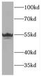 Mannosidase Endo-Alpha antibody, FNab04968, FineTest, Western Blot image 