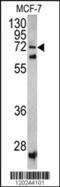 Sec1 family domain-containing protein 1 antibody, MBS9207826, MyBioSource, Western Blot image 