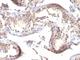 Transforming Growth Factor Alpha antibody, V2888IHC-7ML, NSJ Bioreagents, Immunohistochemistry frozen image 