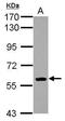 Transcription factor COE1 antibody, GTX112651, GeneTex, Western Blot image 