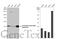 Fumarylacetoacetate Hydrolase antibody, GTX114400, GeneTex, Western Blot image 