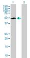 SMU1 DNA Replication Regulator And Spliceosomal Factor antibody, H00055234-B01P, Novus Biologicals, Western Blot image 