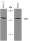 Nicotinamide Phosphoribosyltransferase antibody, AF6384, R&D Systems, Western Blot image 