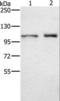 Outer dense fiber protein 2 antibody, LS-C405217, Lifespan Biosciences, Western Blot image 