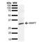 Matrix Metallopeptidase 7 antibody, PA5-77791, Invitrogen Antibodies, Western Blot image 