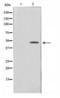 p38 MAPK antibody, LS-C416338, Lifespan Biosciences, Western Blot image 