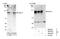 Cyclin Dependent Kinase 11A antibody, NB100-495, Novus Biologicals, Western Blot image 