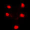 HEXIM P-TEFb Complex Subunit 1 antibody, LS-C359013, Lifespan Biosciences, Immunofluorescence image 