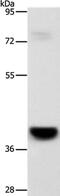 G Protein-Coupled Receptor 182 antibody, PA5-50627, Invitrogen Antibodies, Western Blot image 