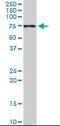 PDZ Domain Containing 1 antibody, orb95111, Biorbyt, Western Blot image 