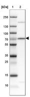 Serum Response Factor antibody, NBP1-87814, Novus Biologicals, Western Blot image 