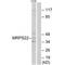 Mitochondrial Ribosomal Protein S22 antibody, A10300, Boster Biological Technology, Western Blot image 