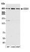 Ubiquitin Protein Ligase E3 Component N-Recognin 5 antibody, A300-573A, Bethyl Labs, Western Blot image 