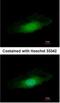 Protein Phosphatase 4 Catalytic Subunit antibody, NBP1-31117, Novus Biologicals, Immunofluorescence image 