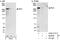 Retinoic Acid Induced 1 antibody, A302-317A, Bethyl Labs, Western Blot image 