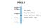 Vestigial Like Family Member 3 antibody, PA5-70096, Invitrogen Antibodies, Western Blot image 