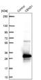 Cell Cycle Exit And Neuronal Differentiation 1 antibody, NBP2-14469, Novus Biologicals, Western Blot image 