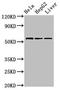 Target Of Myb1 Membrane Trafficking Protein antibody, LS-C671676, Lifespan Biosciences, Western Blot image 