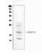 Fibroblast growth factor 21 antibody, PA5-79254, Invitrogen Antibodies, Western Blot image 