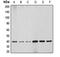 DnaJ Heat Shock Protein Family (Hsp40) Member B1 antibody, LS-C352332, Lifespan Biosciences, Western Blot image 