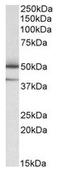 Thioredoxin domain-containing protein 5 antibody, AP23763PU-N, Origene, Western Blot image 