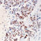 Zinc Finger CCCH-Type Containing 4 antibody, LS-C368549, Lifespan Biosciences, Immunohistochemistry paraffin image 