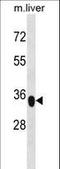 Yip1 Domain Family Member 3 antibody, LS-C160685, Lifespan Biosciences, Western Blot image 