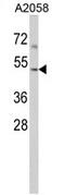 Actin Related Protein 3 antibody, AP17090PU-N, Origene, Western Blot image 