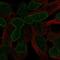 G Protein-Coupled Receptor 37 antibody, NBP2-55267, Novus Biologicals, Immunofluorescence image 