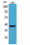 CD1c Molecule antibody, GTX34205, GeneTex, Western Blot image 