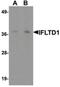 LMTD1 antibody, LS-B9551, Lifespan Biosciences, Western Blot image 